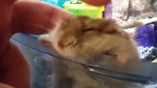 Melting Dwarf Hamster [upl. by Lyndsie]