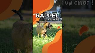 Le RAPPEL avec un CHIOT [upl. by Yrreb235]