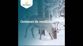 Ontdek Lapland tijdens de kerst of voorjaarsvakantie [upl. by Aryamo]