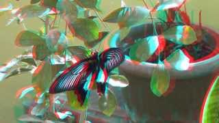 The butterflies 3D anaglyph Full HD 1080p [upl. by Bonis]