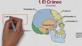 🔵 HUESOS de la CABEZA  Huesos del CRÁNEO Cara y Oído Medio ✔️ [upl. by Cilla606]