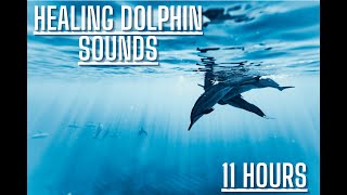 Dolphin Sounds In The Ocean [upl. by Acinet960]