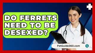 Do Ferrets Need to Be Desexed  PetGuide360com [upl. by Brosy136]