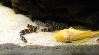 Kuhlis and bristlenose pleco eating [upl. by Moyna]