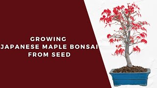 How To Grow Japanese Maple From Seed [upl. by Creight]