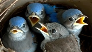 Live Nest Cam Captures Incredible Transformation of Baby Bluebirds [upl. by Ynneg392]