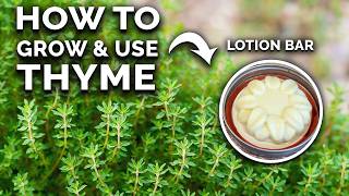 Thyme How to Grow amp Use This Amazing Herb COMPLETE GUIDE [upl. by Janean]