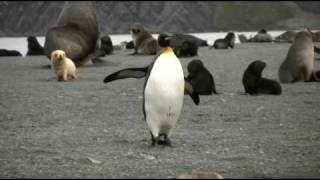 King Penguin Harassed by Fur Seal Pups on S Georgia [upl. by Adoc]