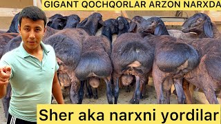 Sher aka Gigant qochqorlar narxini arzonlashtirvordi narxiga baho bering optom qochqorlar [upl. by Jaco]