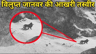 विलुप्त जानवर से एक आखरी मुलाकात । Extinct Animals Alive  Extinctions  Extinct Animals [upl. by Oisangi]