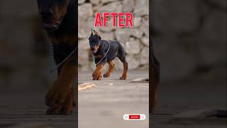 Doberman 🥵pincher very💥 dangerous dog Indianytshorts Dobermanshortvideo doglover ytshortsindia [upl. by Cohbert]