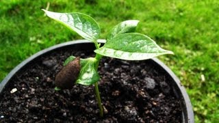 How to grow Persimmons from seed [upl. by Yvon239]