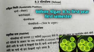 Volvox Algae in hindi  BSc first year botany first semester Microbiology and plant pathology [upl. by Eneloc]