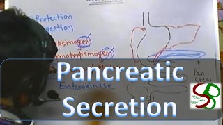 Pancreatic enzymes  pancreatic juice [upl. by Arezzini]