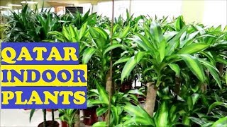 QATAR INDOOR PLANTS with Scientific Names [upl. by Doowle597]