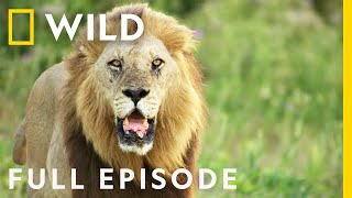 Reign of Terror Full Episode  Savage Kingdom  Nat Geo Wild I English Subtitles [upl. by Ubana]