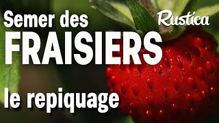 Repiquer des fraisiers dans une jardinière [upl. by Iak]