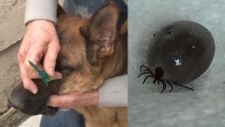 How To Remove A Tick Removing a Tick Without Pain or Tweezers  Removing A Tick from A Dog ✔ [upl. by Etnahsa]