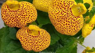 Calceolaria Herbeohybrida Group [upl. by Charity602]