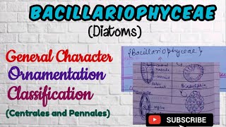 Algae Diatoms Bacillariophyceae General Character Ornamention in Diatoms Classification Diatoms [upl. by Anelad]