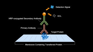 Elabscience Western Blot Video Tutorial [upl. by Yenaj649]