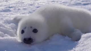 Baby Seal  First Words [upl. by Abih767]