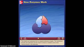 How Enzymes Work Animation [upl. by Jonette]