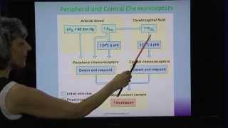 Regulation of Breathing [upl. by Asquith]