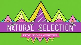 Natural Selection  Crash Course Biology 14 [upl. by Cuttie]