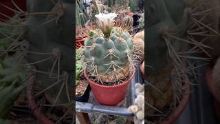 Big Gymnocalycium pflnzii flowering [upl. by Gilbert397]