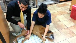 A Veterinary Neurological Exam [upl. by Ahsekim]