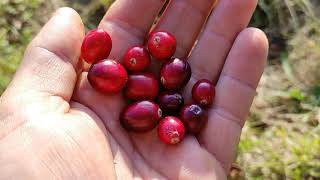 Cranberries Vaccinium macrocarpon and why they are so popular [upl. by Noivad]