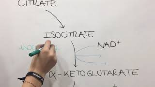 S1G5  Pyruvate dehydrogenase complex most revenant reaction of the Krebs cycle [upl. by Hanson]