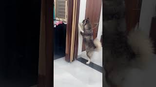 huskydoglovers youtubeshorts bing bing boo😂😂 [upl. by Euqilegna453]