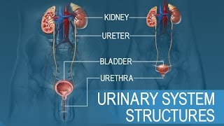 Anatomy and Physiology of Urinary System [upl. by Eisenberg868]