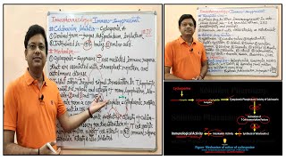 Immunopharmacology Part07 Immunosuppressant 03 Calcineurin Inhibitors  Cyclosporine [upl. by Irovi]