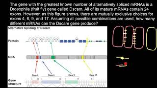 DSCAM Gene Properties and Function [upl. by Icul]