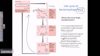 M13 vector a type of viral vector for cloning [upl. by Xuaeb]