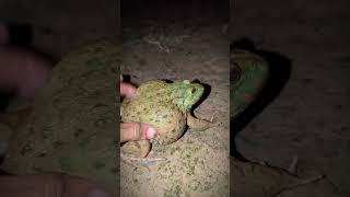 Toad on a funny big frog  Funny frogs Catching  Wep wep catching frogs funny [upl. by Emlyn419]