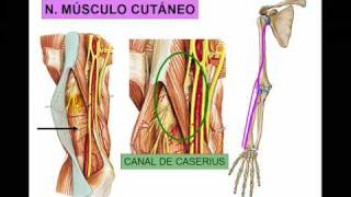 PEXO BRAQUIAL 3 NERVIO MÚSCULO CUTÁNEO [upl. by Ttegirb839]