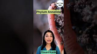 Phylum Annelida  NCERT RAPID 🔥 REVISION  Animal Kingdom class 11  NEET 2025 neet2025 neet [upl. by Oswin]