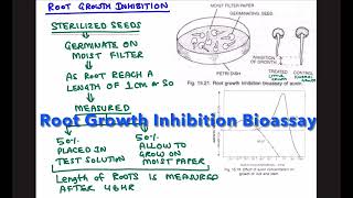 ROOT GROWTH INHIBITION BIOASSAY FOR AUXIN [upl. by Cha]