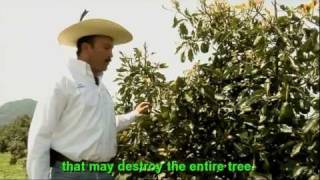 Mexico Avocado in Michoacan An Economic Hit and Environmental Cost [upl. by Ayela]