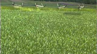 The Miller Cornfield  Antietam National Battlefield [upl. by Larimer]