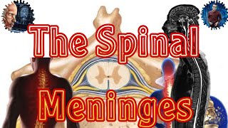 The Spinal Meninges السحايا الشوكية مابين التشريح والاشعة [upl. by Ajit]