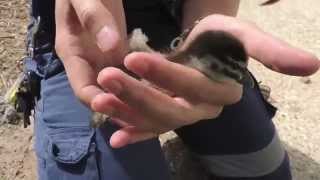 RSPCA Animal Rescue  Duckling [upl. by Sidwell]