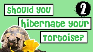 Pros amp Cons Of Hibernation  Tortoise Hibernation Ep2 [upl. by Ernie654]