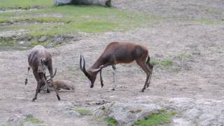 Newborn Bontebock attacked by group member [upl. by Rob]