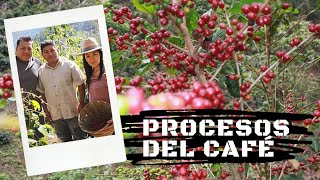 Conoce todo el proceso del café desde la planta hasta su mesa  C Café [upl. by Savory]