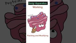 Working of Golgi Apparatus [upl. by Ecneitap]